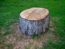 Best Tree Trimming and Pruning  in Dayton, WA
