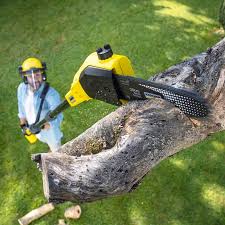 Best Fruit Tree Pruning  in Dayton, WA