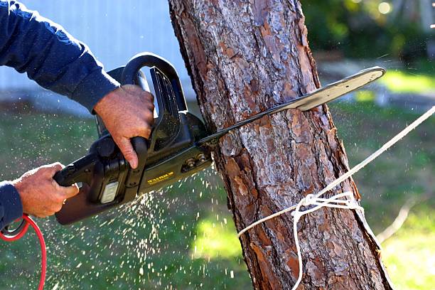 Best Tree Preservation Services  in Dayton, WA