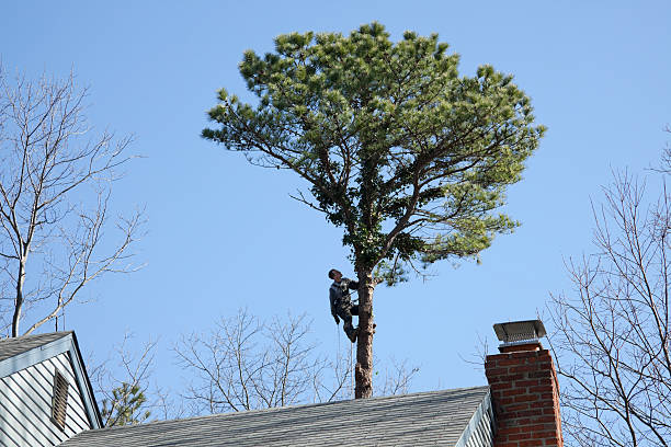 Best Root Management and Removal  in Dayton, WA