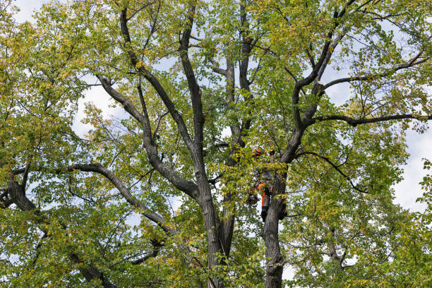 Best Tree Risk Assessment  in Dayton, WA